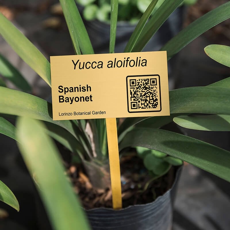 1x2 custom engraved brass plate displayed by a plant 1x2 custom engraved brass plate displayed by a plant