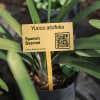 1x2 Engraved Brass Sign Used to Identify a Plant in a Garden