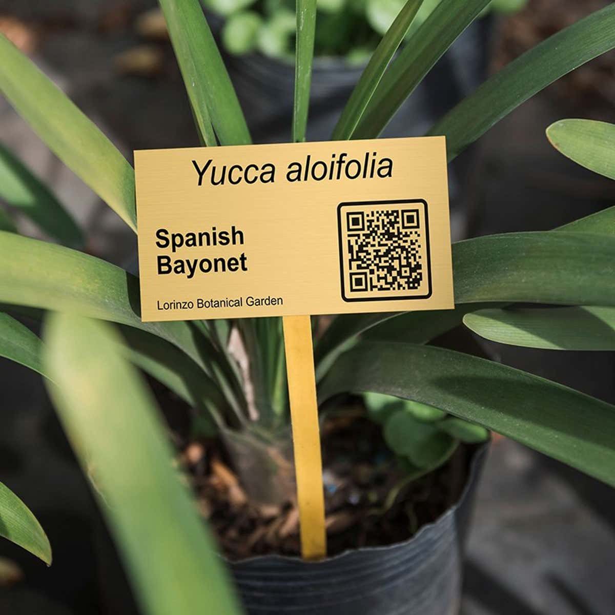 1x2 Engraved Brass Sign Used to Identify a Plant in a Garden