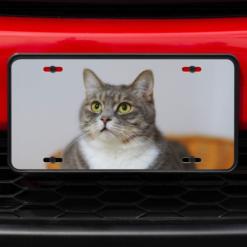Upload Your Pet Photo Custom Front License Plate of a Cat on Red Car