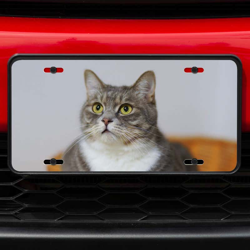 Upload Your Pet Photo Custom Front License Plate of a Cat on Red Car