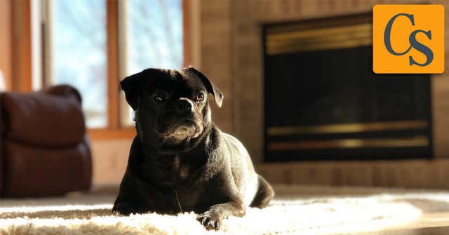 Pet Fire Safety