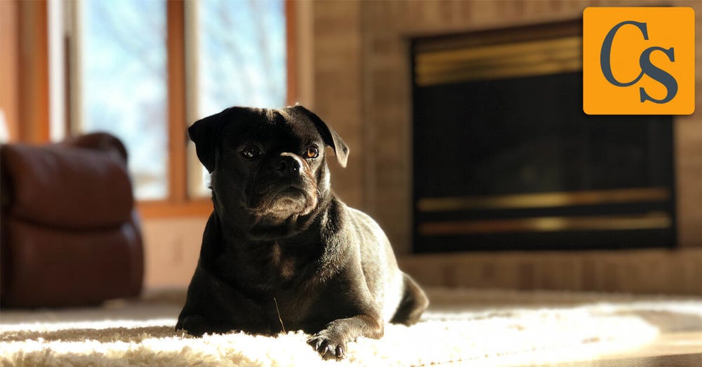 Pet Fire Safety